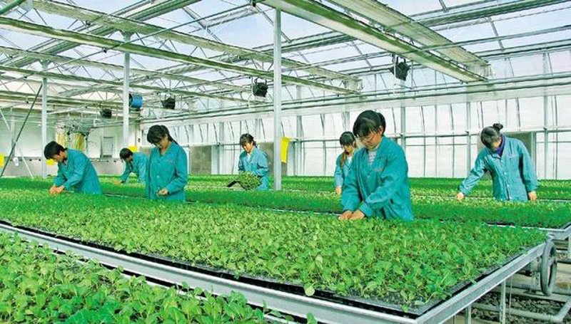 现代农业科技趋势：如艺农业的创新实践