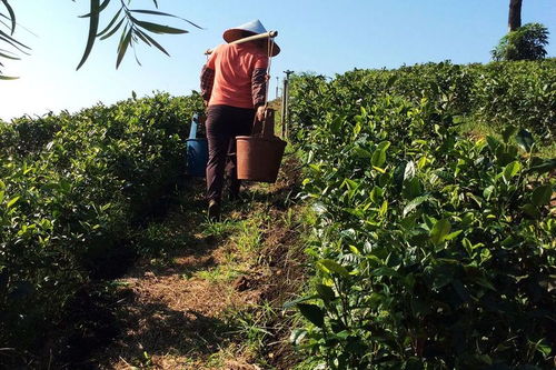 农业农村部发布 绿色食品茶叶生产肥培技术模式该如何实施